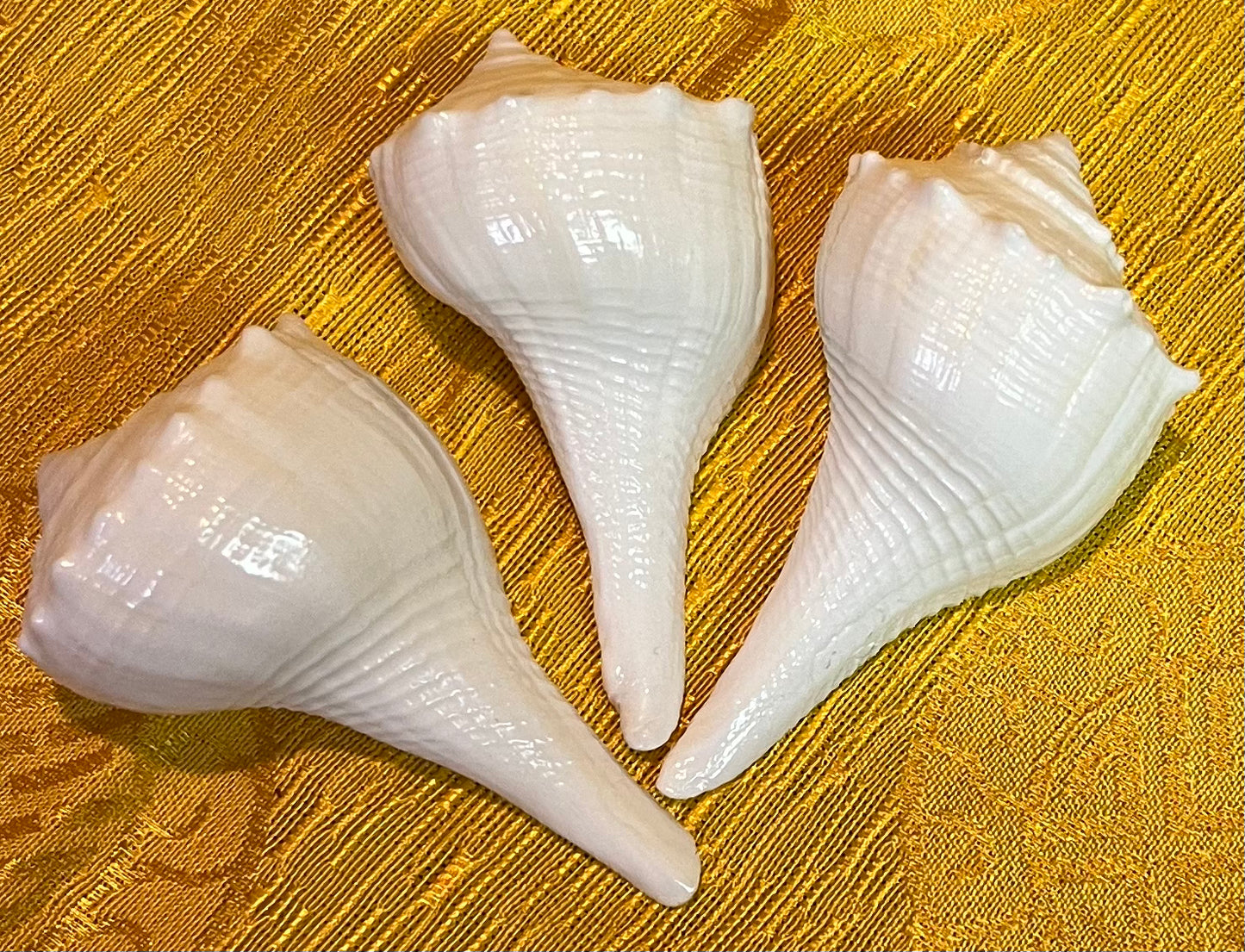 Conch Shell Small